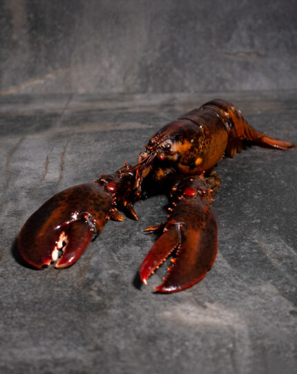 Hummerfleisch vorgelöst aus dem Atlantik – kanadischer Lobster von Fleischer und der Koch