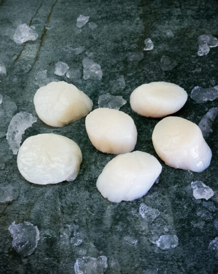 Jakobsmuscheln | 8/12 | Japan