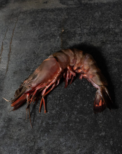 Black Tiger Riesengarnelen | 4/6