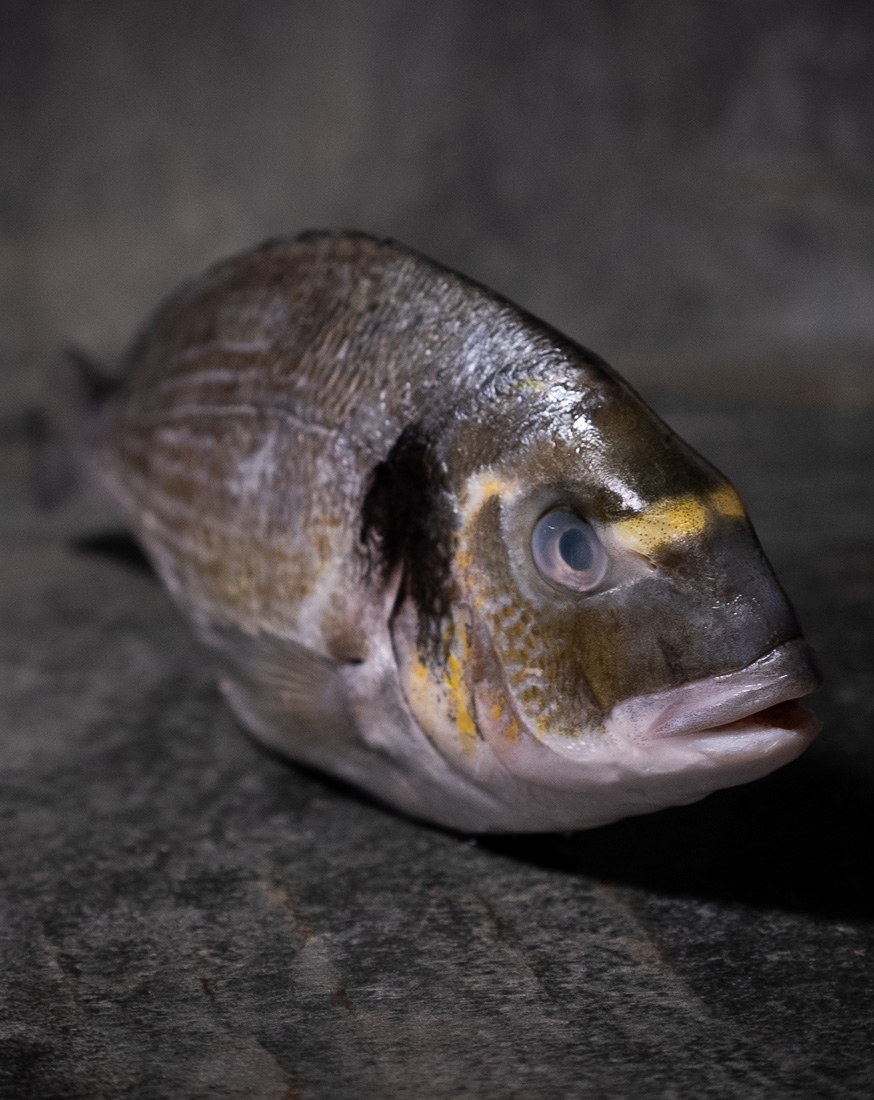 Ganze Dorade Royal | Qualität aus der Türkei – Bild 2